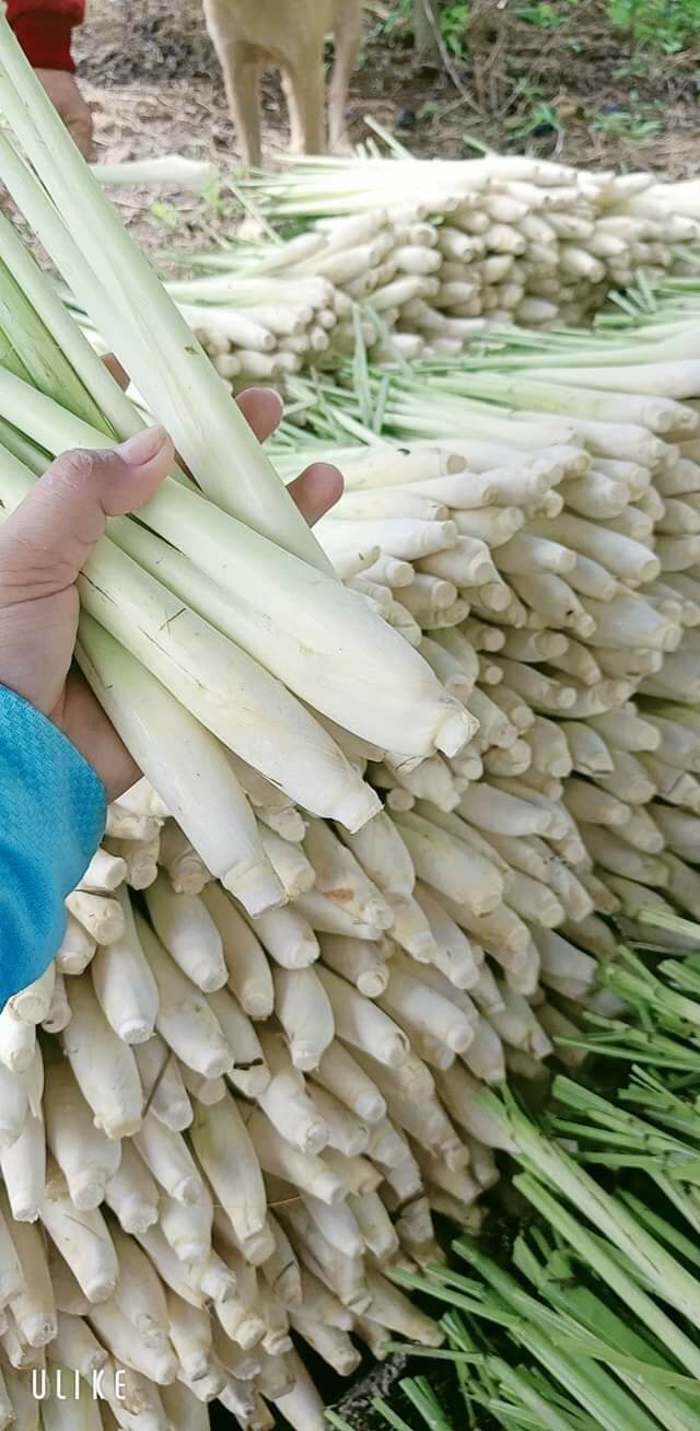 Sã tươi