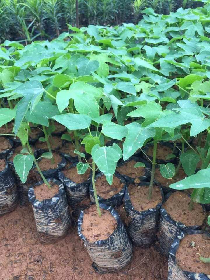 Cây giống đu đủ đực 10 cây