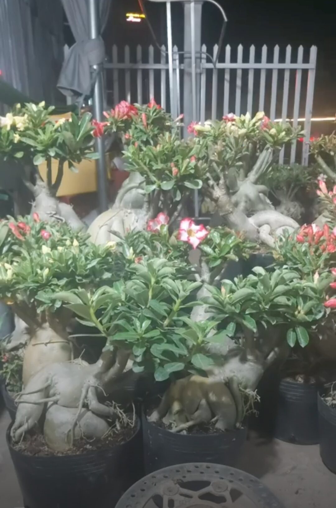 Sứ Thái Ghép Cánh Kép
