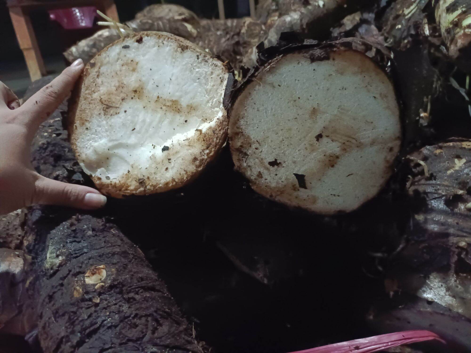 Củ bạc hà núi 5kg bao chất lượng