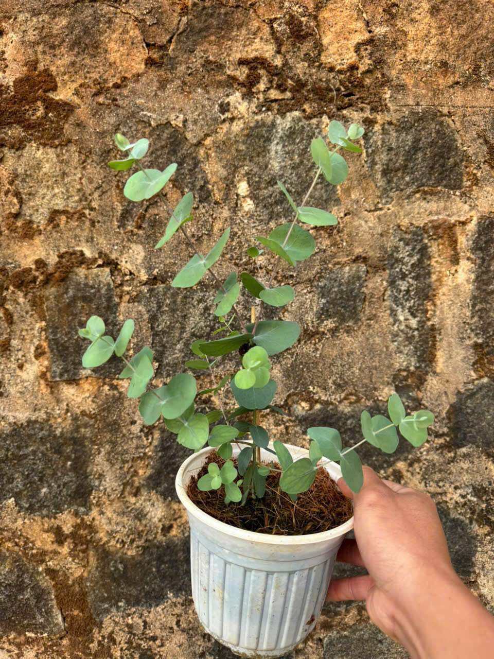 Cây  Khuynh Diệp (Đô La Lá Bạc Lá Táo) Sazat Plant cây kiểng lá trồng trong nhà sân vườn có hương th