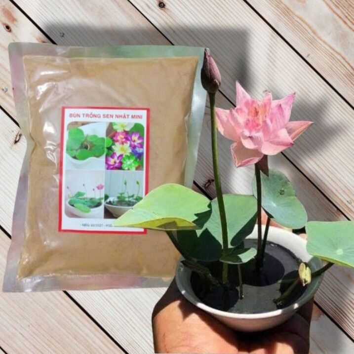 Bùn khô chuyên trồng Sen Nhật Mini