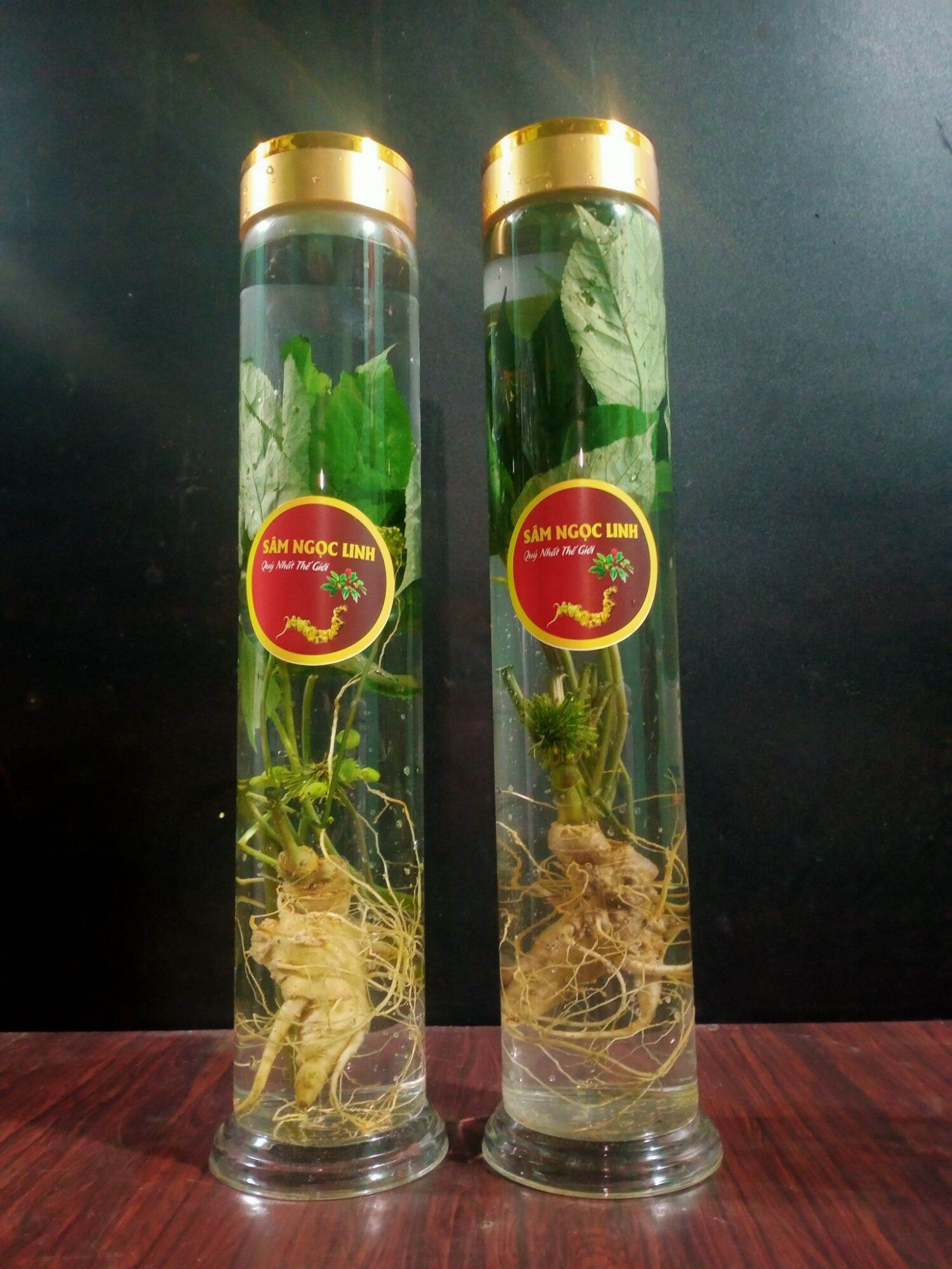 sâm Ngọc Linh trồng 1,2 lít
