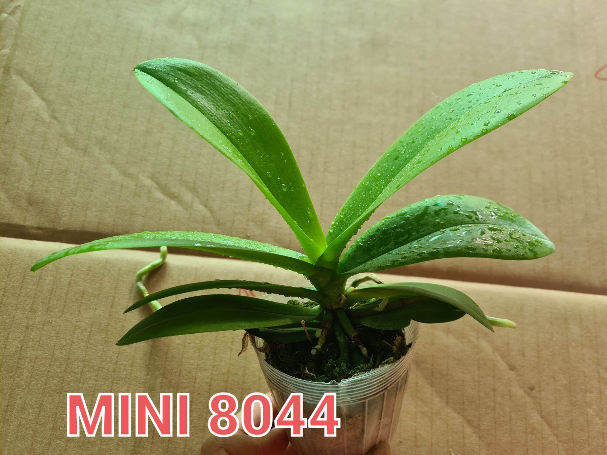 lan hồ điệp mini giống cỡ 2.5
