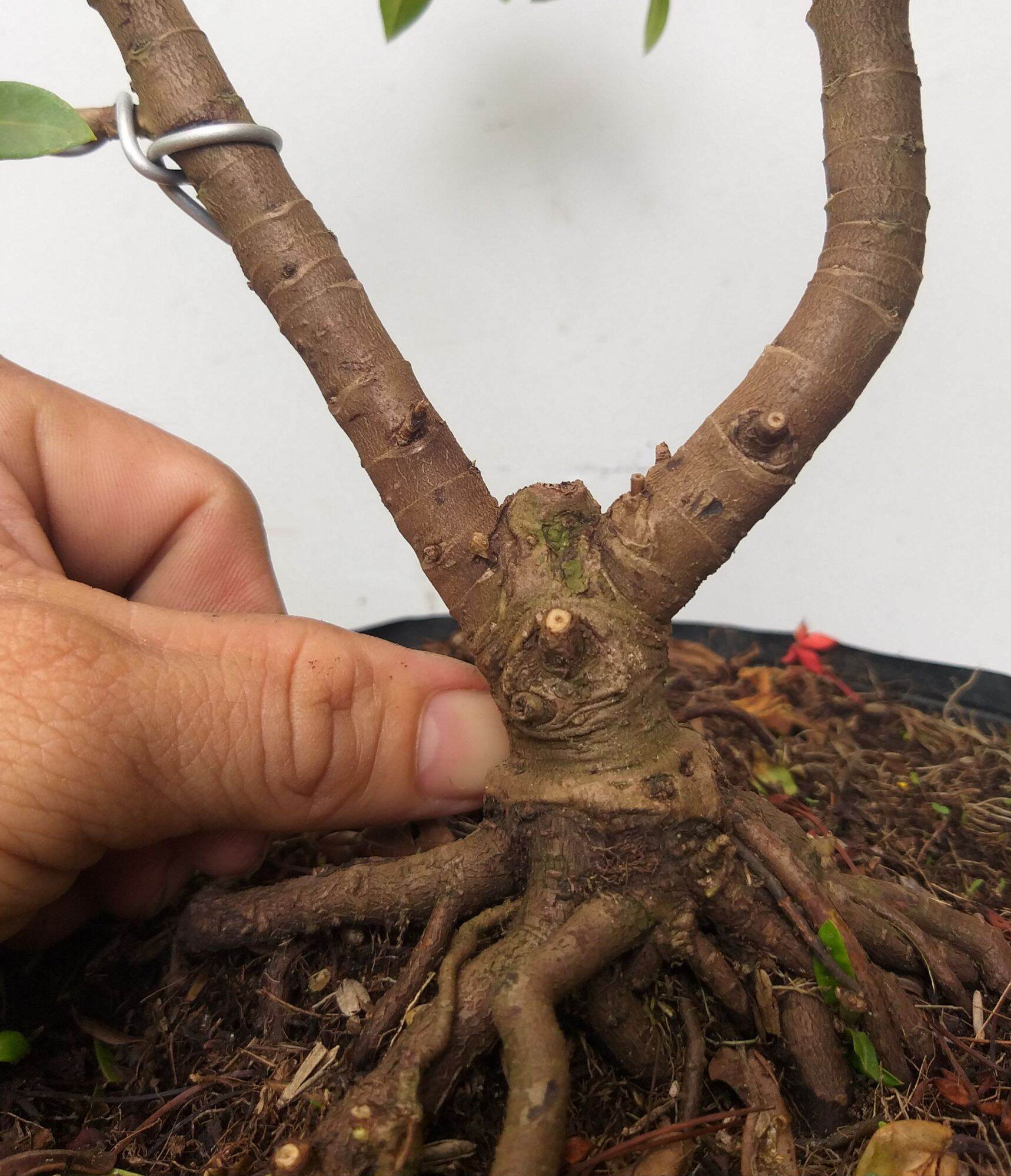 [HCM]Trang đỏ mini bonsai dáng đẹp