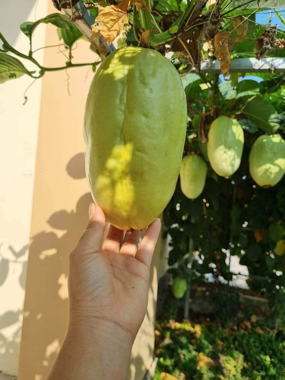 Cây giống đu đủ dây hay dưa Tây