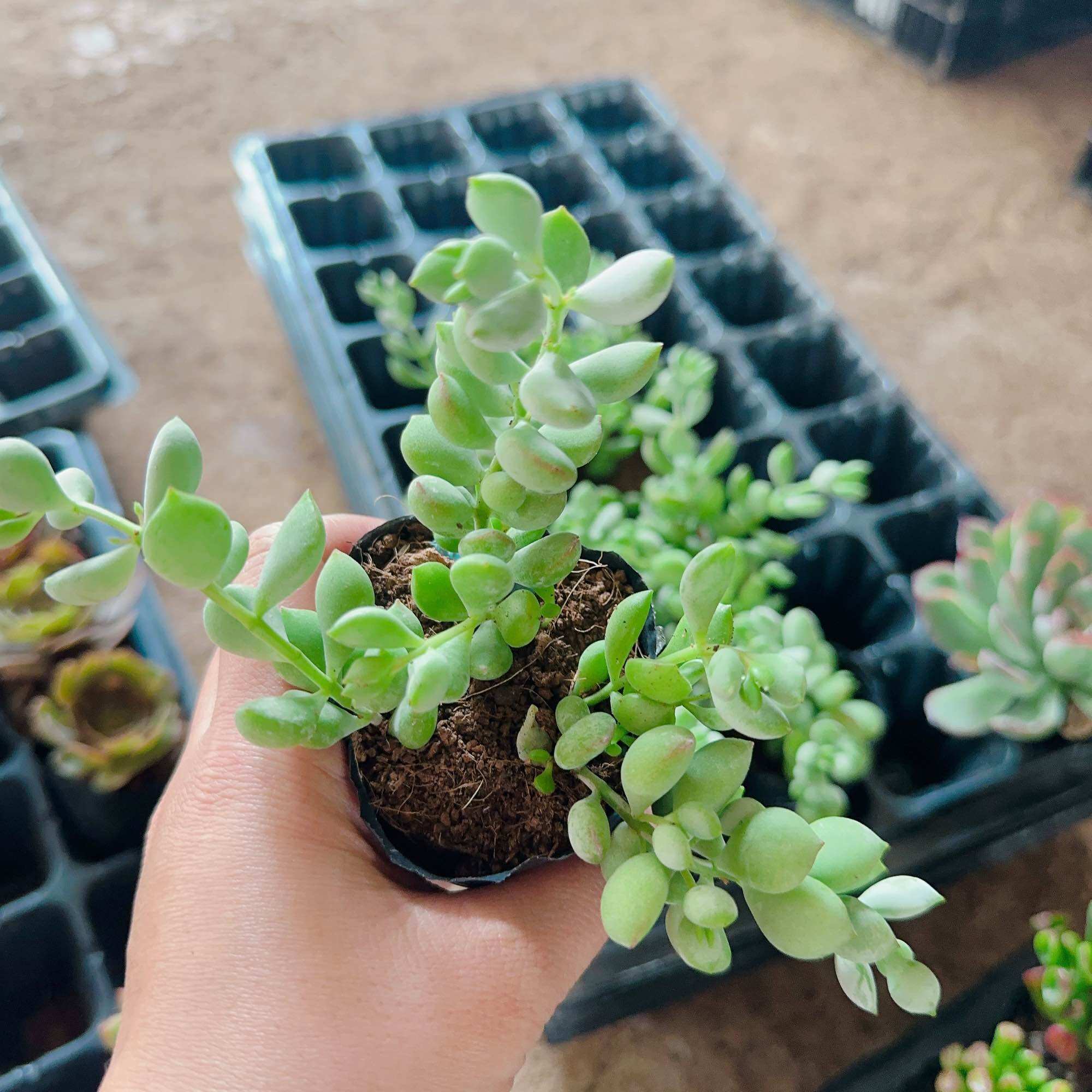 Sen đá sỏi dây size bầu 3-5cm