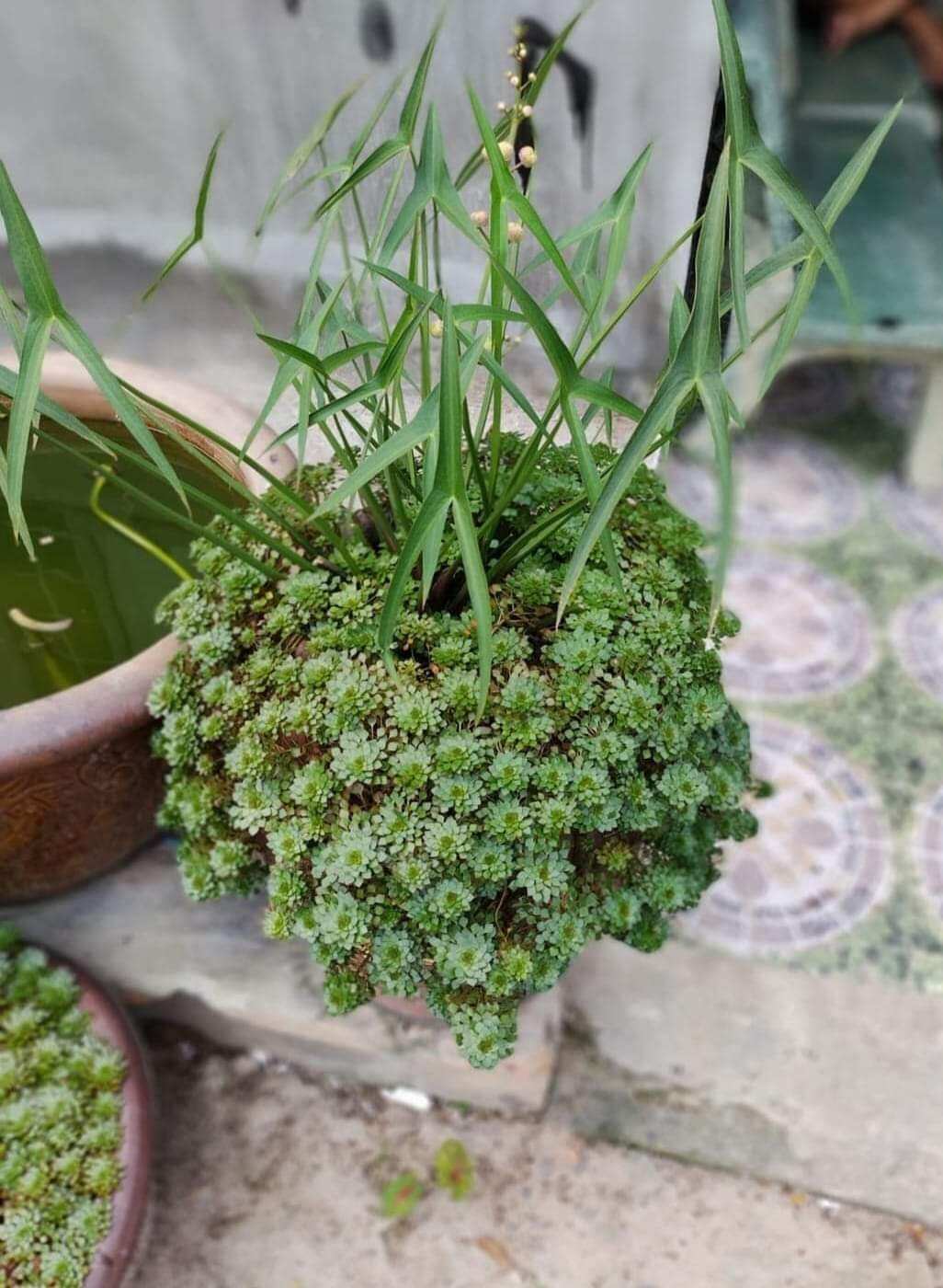5nhánh ấu thái và 5 ốc táo