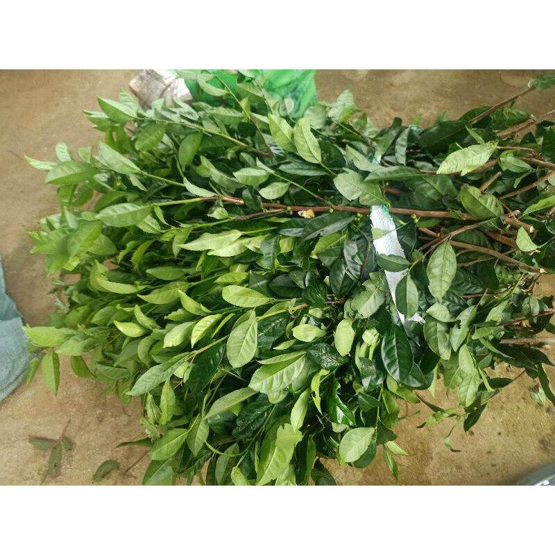 Lá trà xanh tươi Lâm Đồng