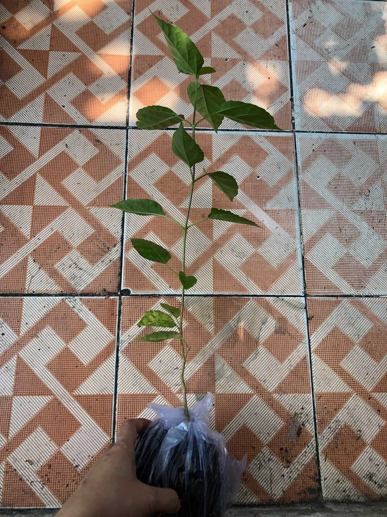 Cây lá cách/ cây vọng cách