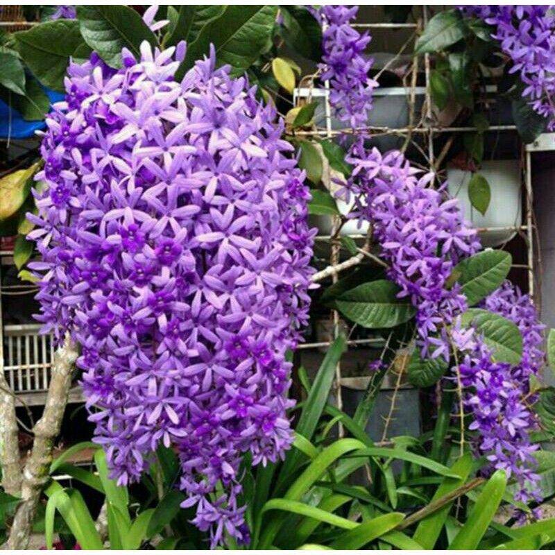 Cây Mai Thái xanh chậu nhỏ