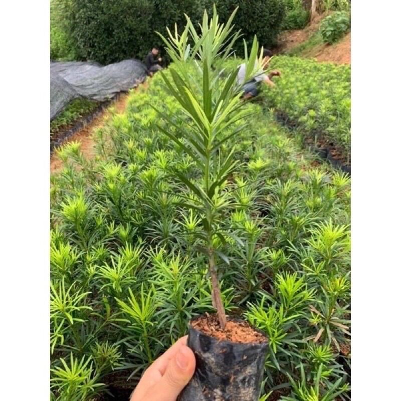 Cây giống tùng la hán ,vạn niên tùng