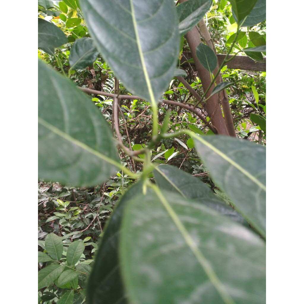[Hỏa tốc 3h] Lá mít tươi (100g)