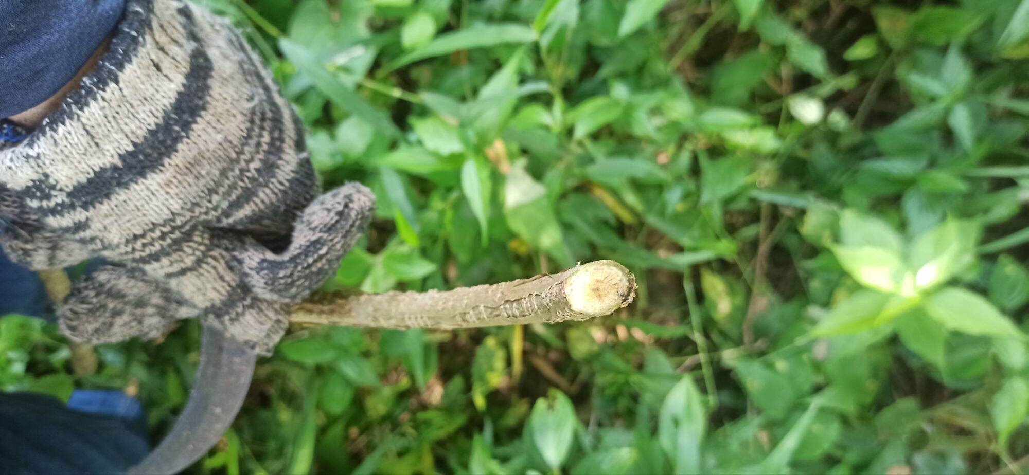 dây đau xương tươi 1 ký