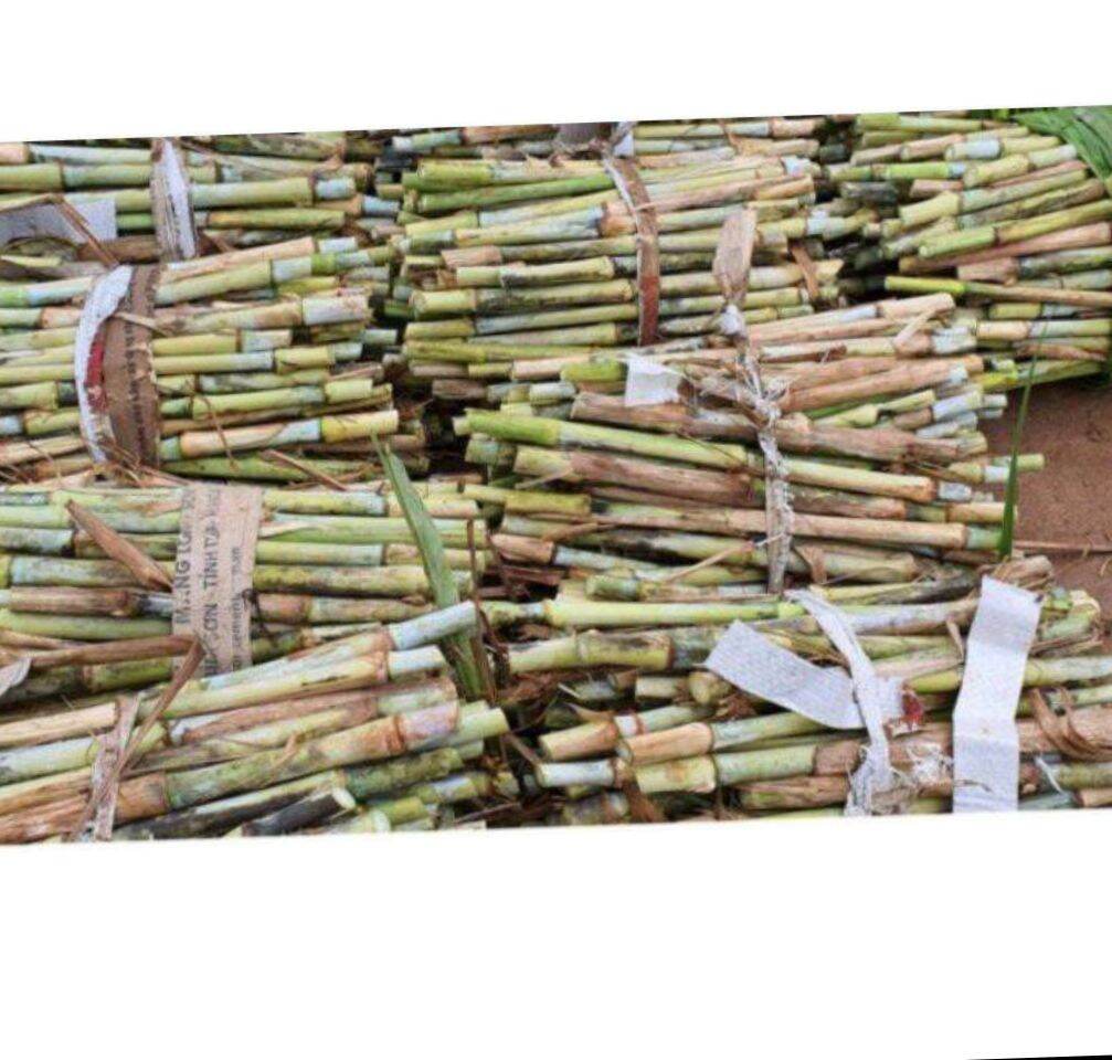 Cỏ voi xanh thái lan 20k 1 kg