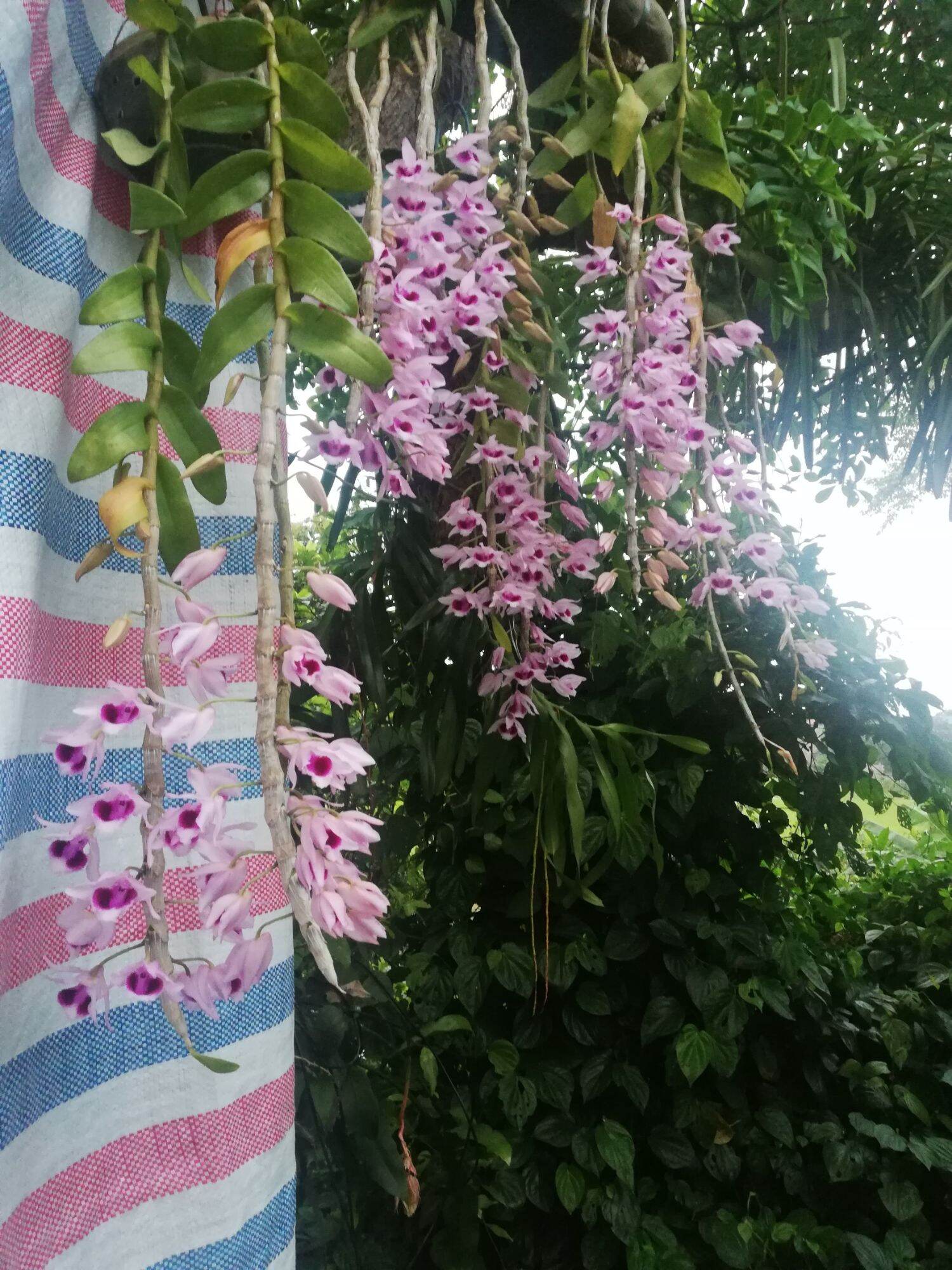 phong lan phi điệp tím hòa bình (150k/kie)