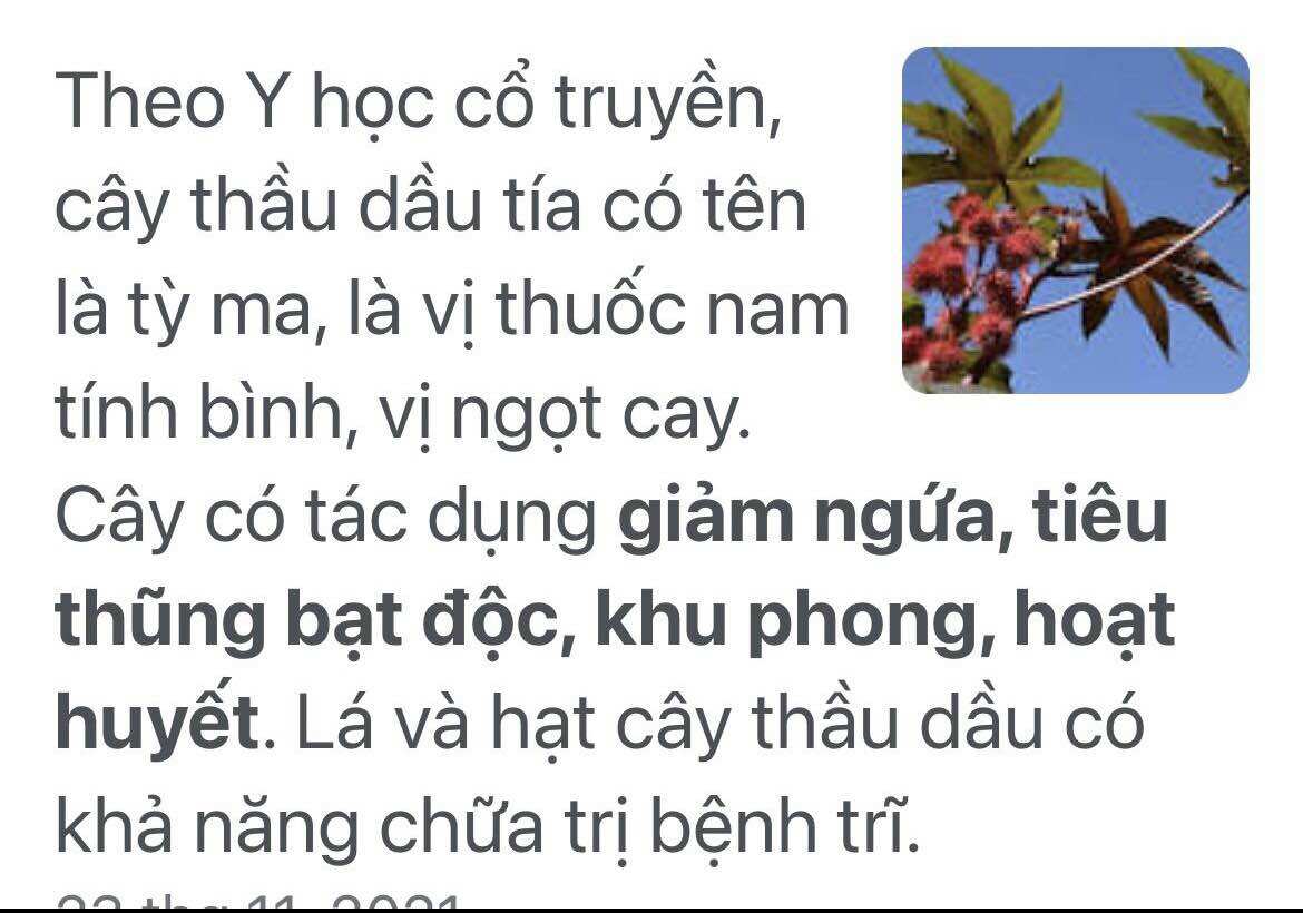 Hạt thầu dầu tía 45 hạt ( hạt mới 2024)
