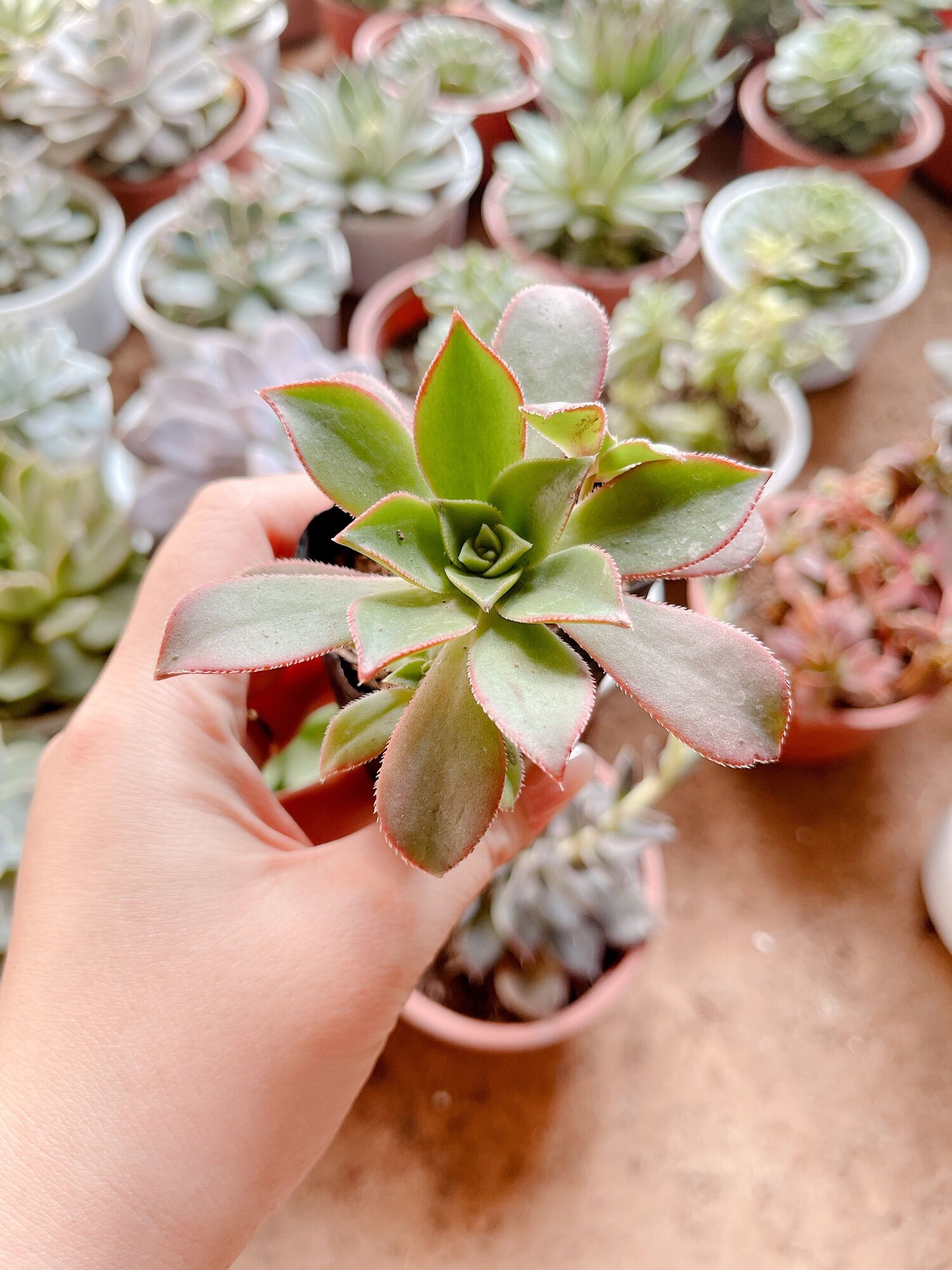 Sen đá 3 màu size bầu 3-5 cm xuất vườn đà Lạt