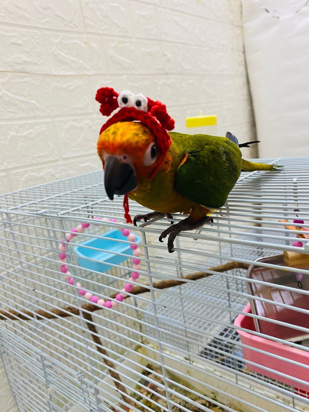 Băng đô cho hamster cua đỏ