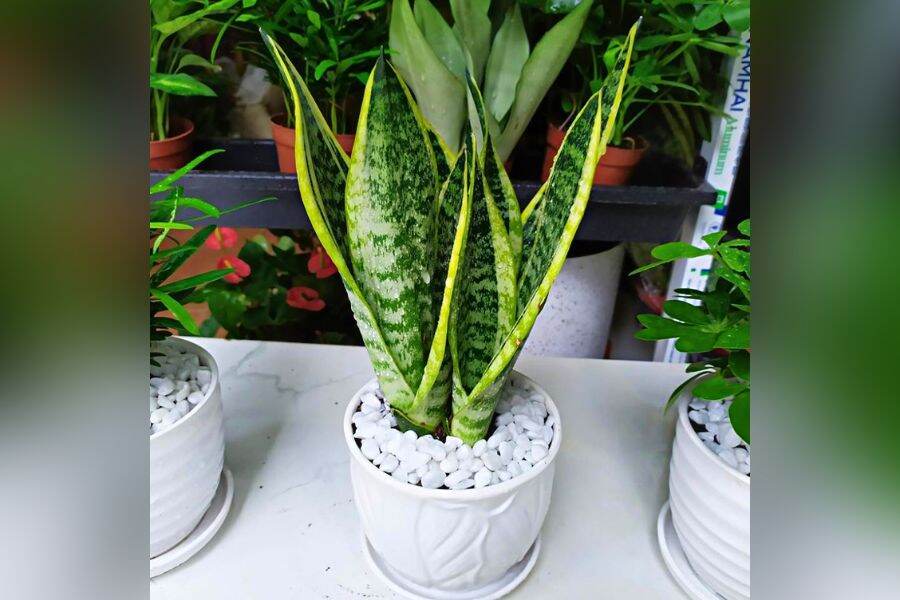 cây lưỡi hổ lùn ( 1 cây )