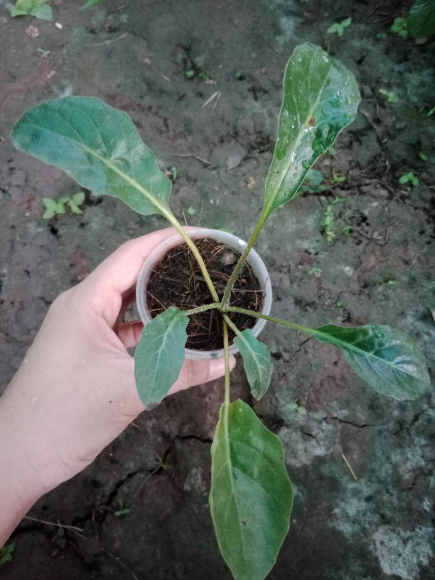 (Cây bé) CÚC ĐỒNG TIỀN SONG HỶ TÍM
