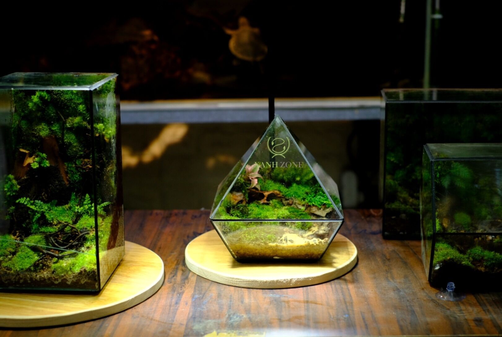 Đèn led rọi bamboo đế gỗ dùng cho bể cá, terarium