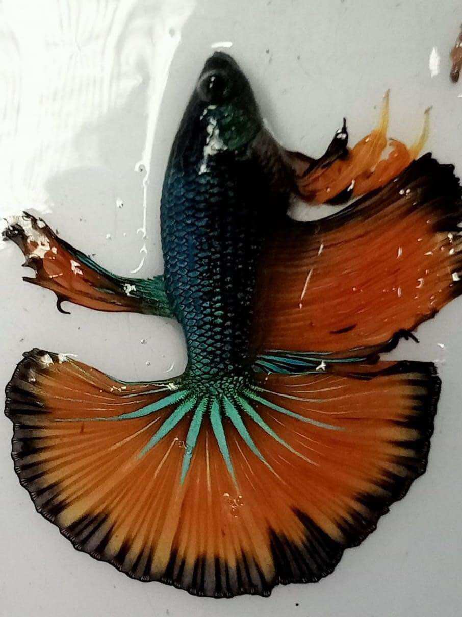 [TOP BÁN CHẠY🟢] betta combo 7 bé thả thủy sinh