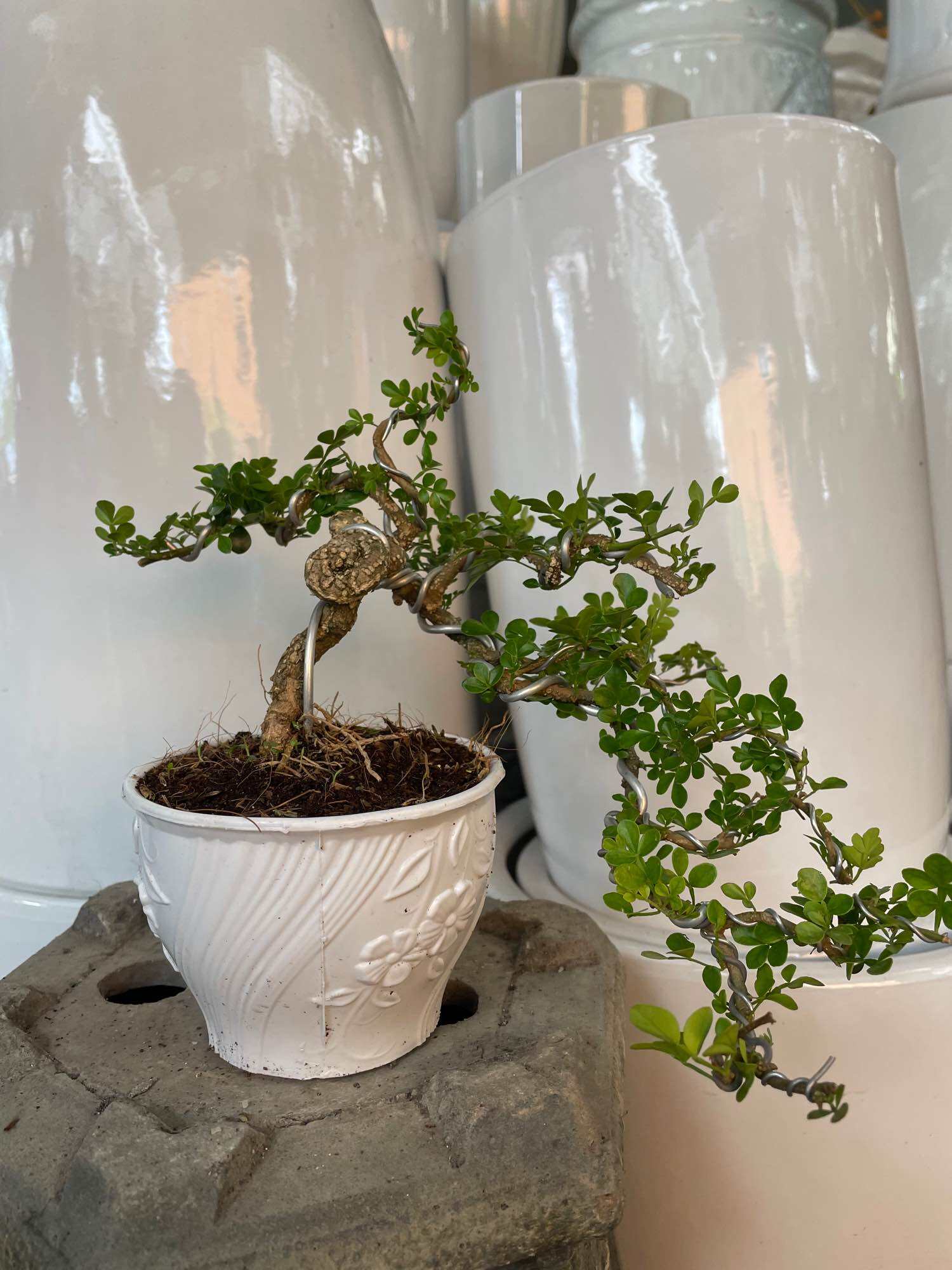 Cần Thăng bonsai dáng thác đổ Giá 190,000 Đồng*Miễn phí vận chuyển