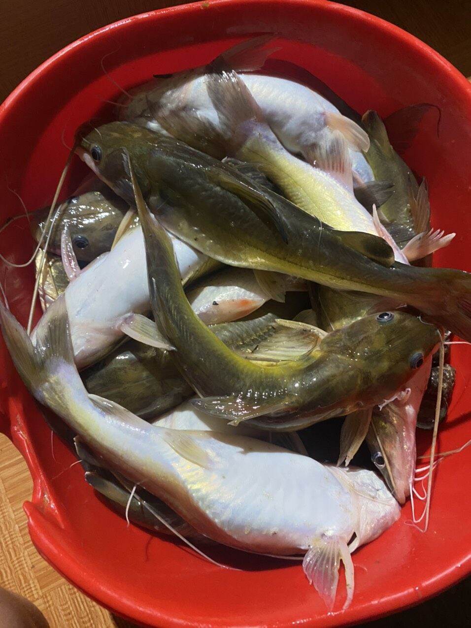 1KG MỒI CÂU CÁ LĂNG CÁ DA TRƠN