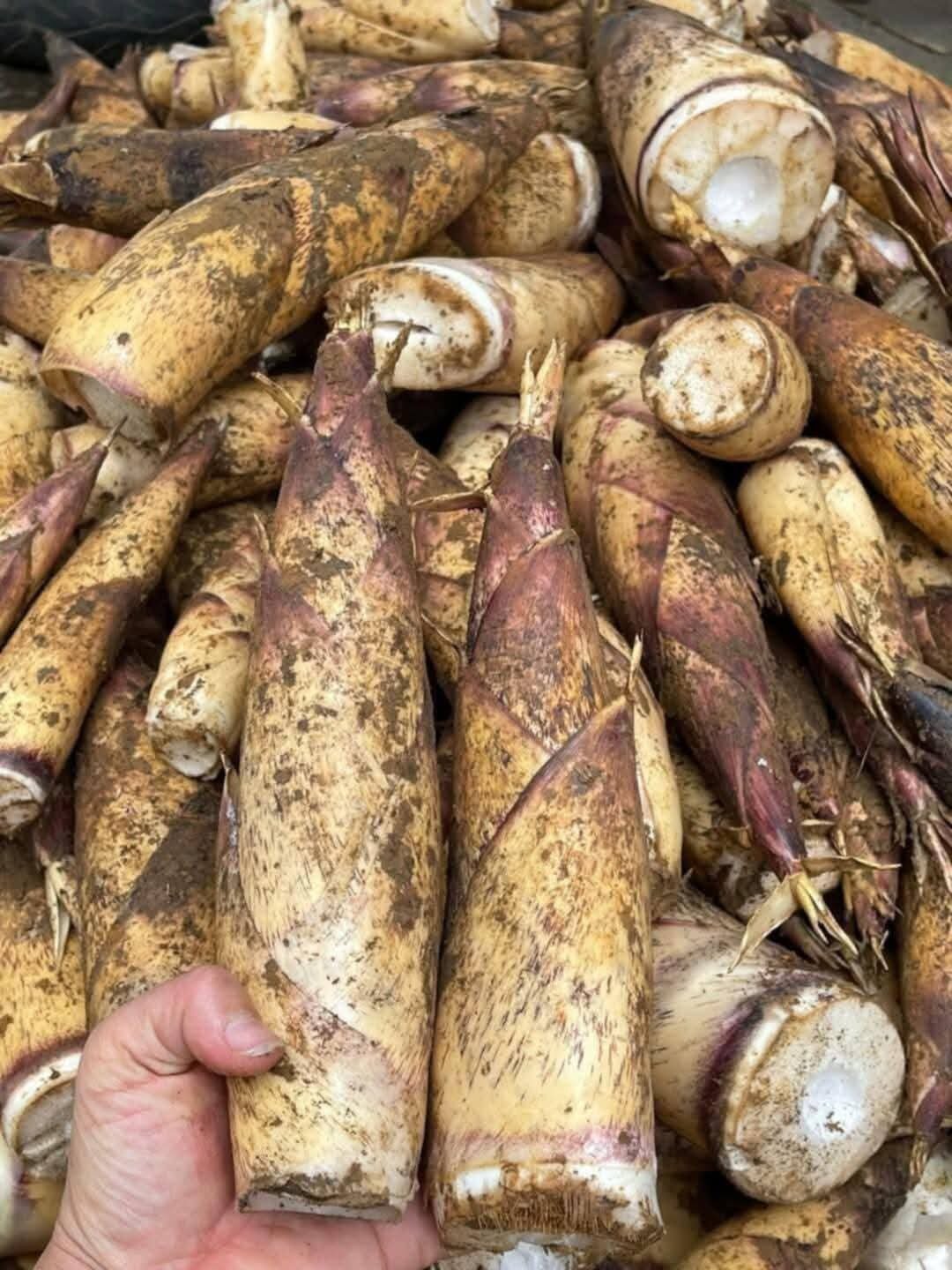 Măng vầu ngọt Tây Bắc 1kg