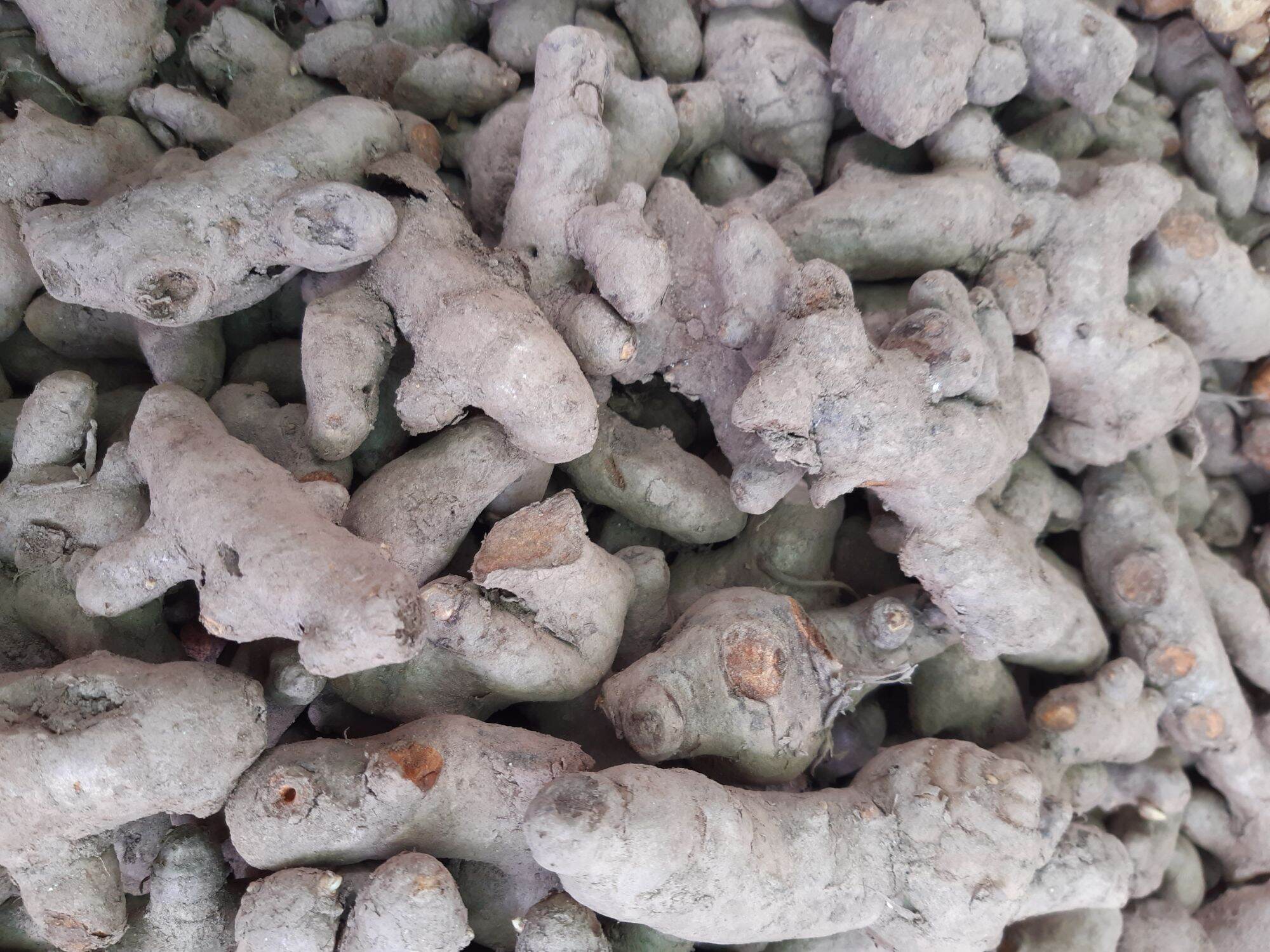 Củ nghệ tươi nghệ ta hàng chọn 100g