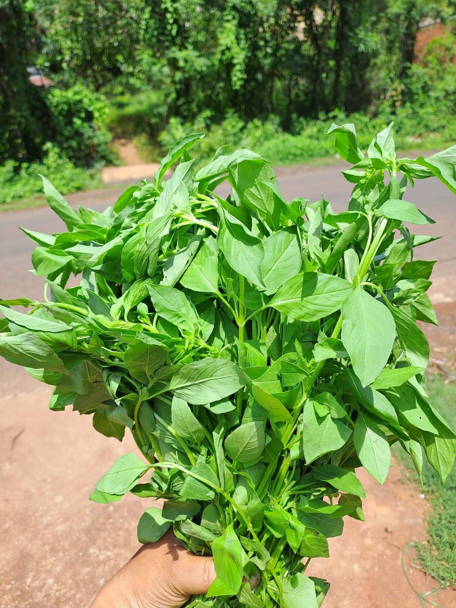 Muối Lá É Ớt Hiểm 300gr