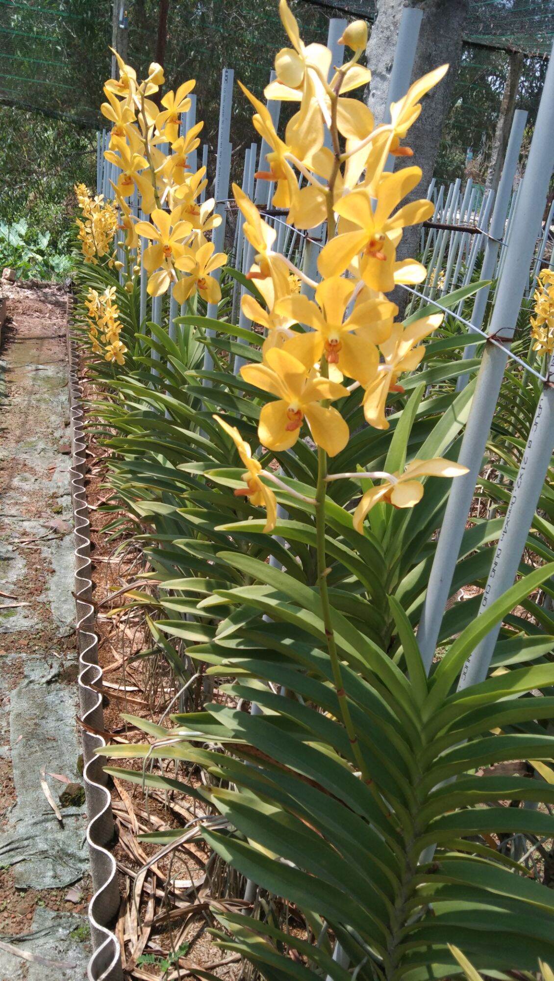 5 cây lan giống mokara (cao 30cm) màu Vàng