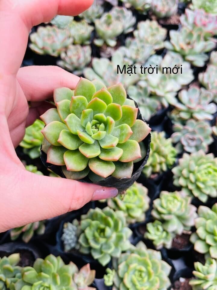 Sen đá mặt trời cute size bầu