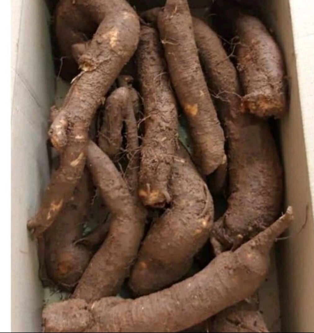 Củ gai tươi an thai 500g