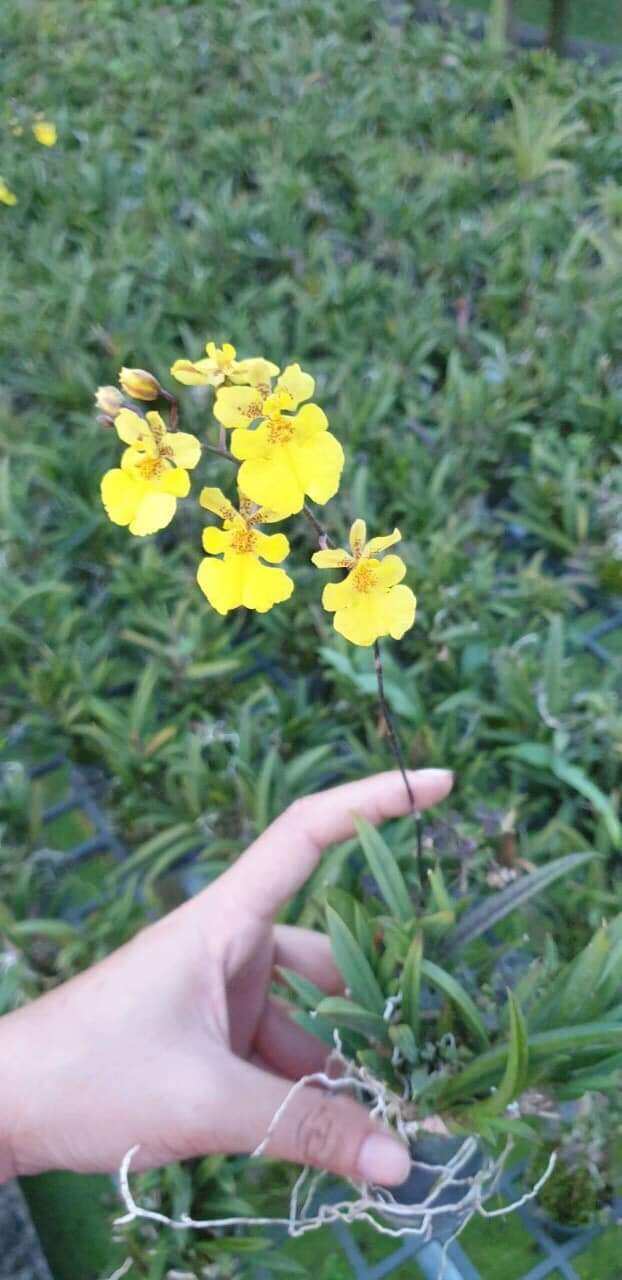 Hoa lan vũ nữ bút chì giống đủ màu