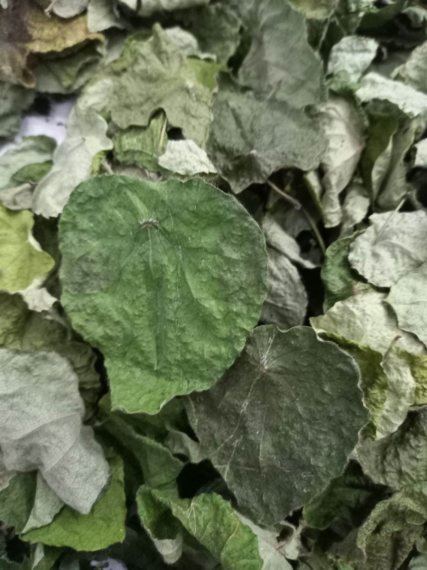 lá sâm lông khô làm Thạch sương sâm( 1Kg )