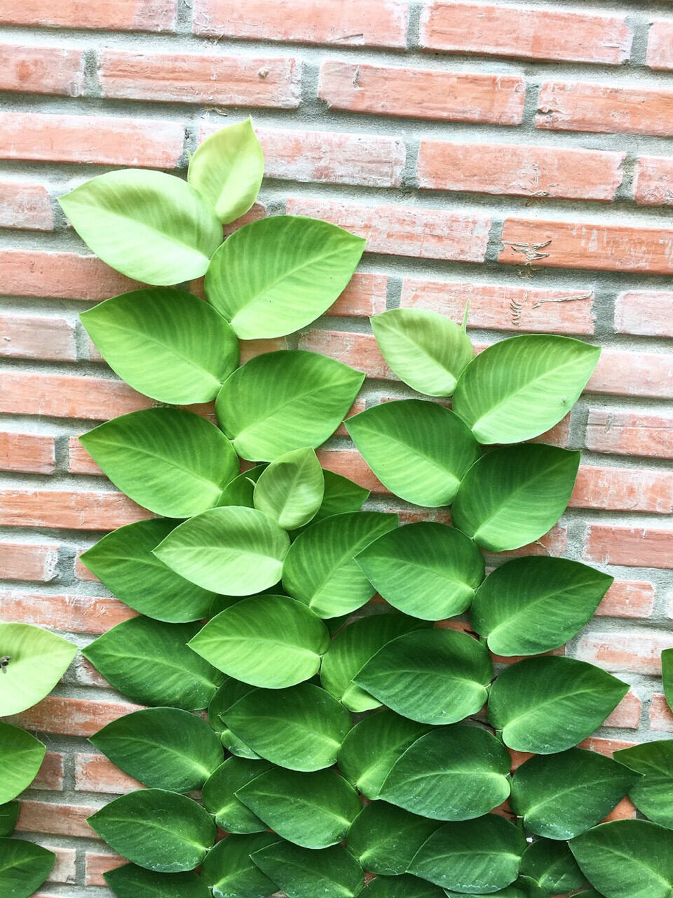 Cây Dây Kắt Kè Leo Tường
