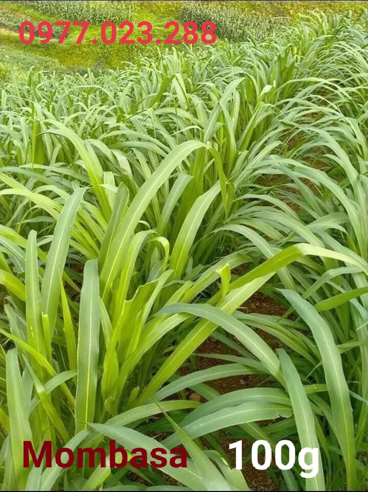 Mombasa 100g thái lan