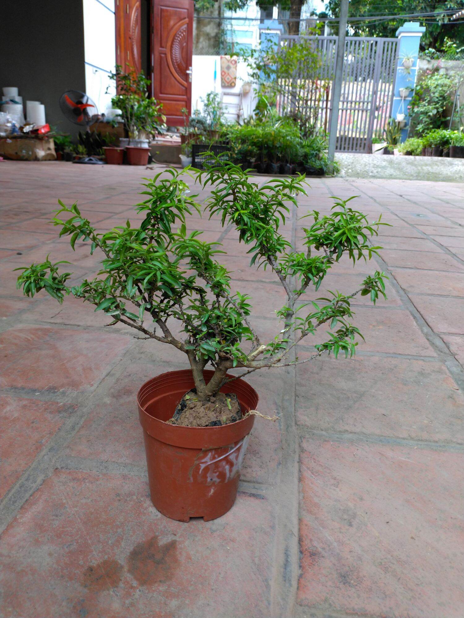 Cây Mai Chiếu Thủy Bon sai mini