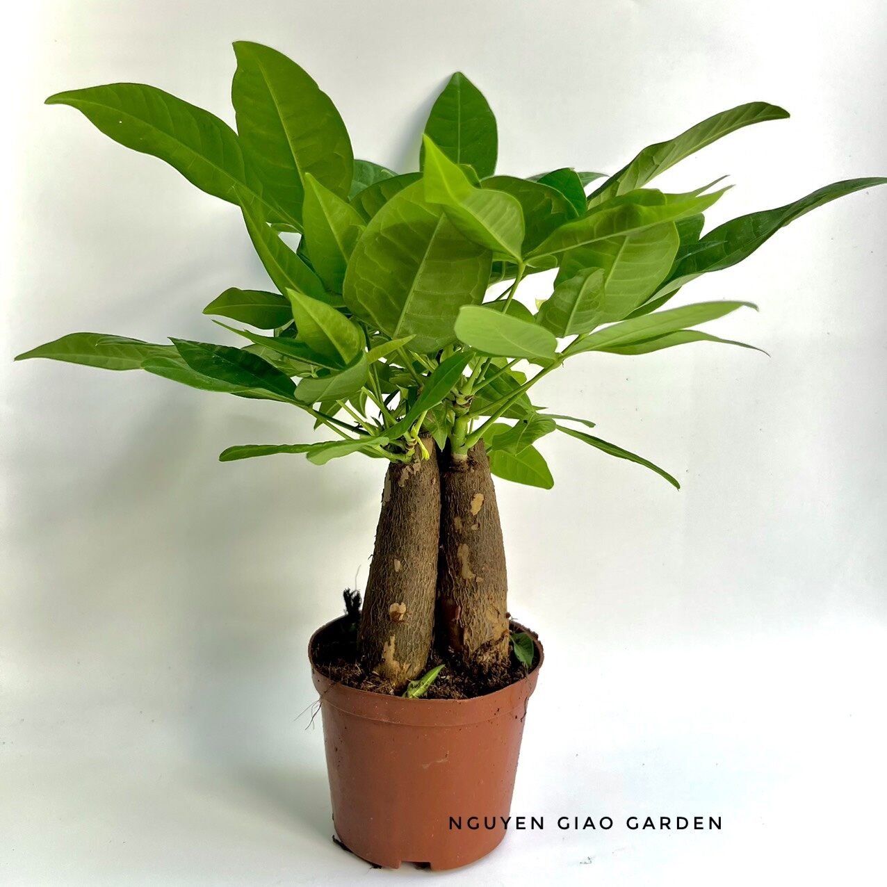 Cây kim ngân ba gốc chậu nhựa