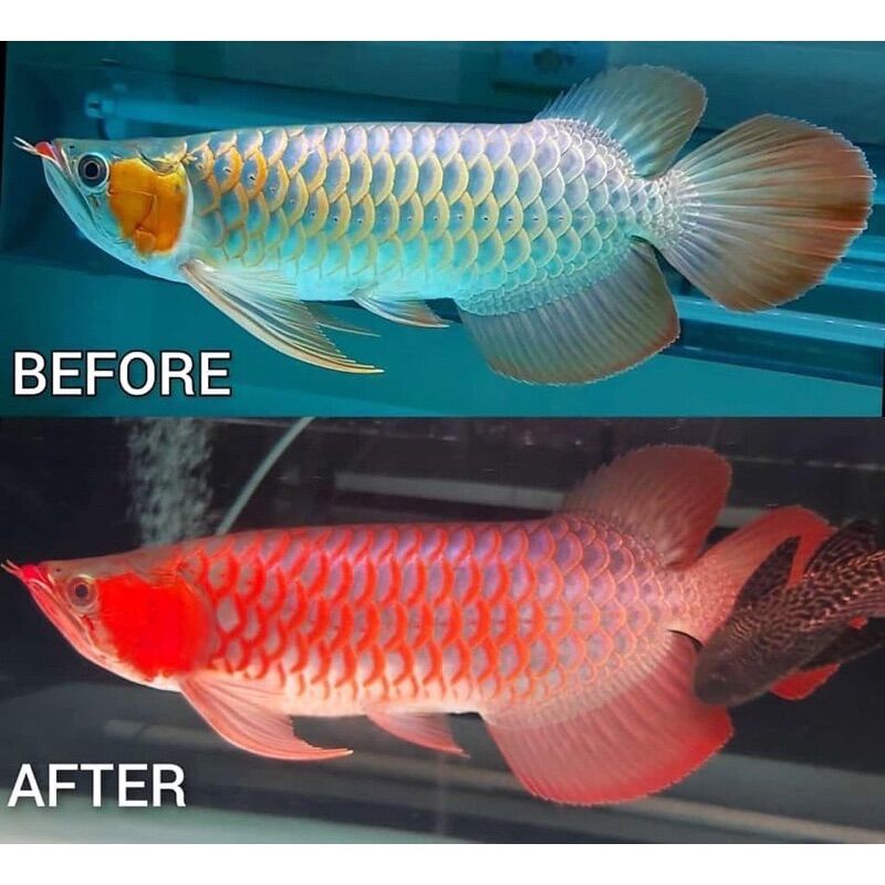 ĐÈN LED CÁ RỒNG MAYIN SUPER COLOUR ĐỎ CÁ KHÔNG ĐỎ NƯỚC 72cm