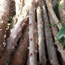 Ưng bất bạc 1kg khô