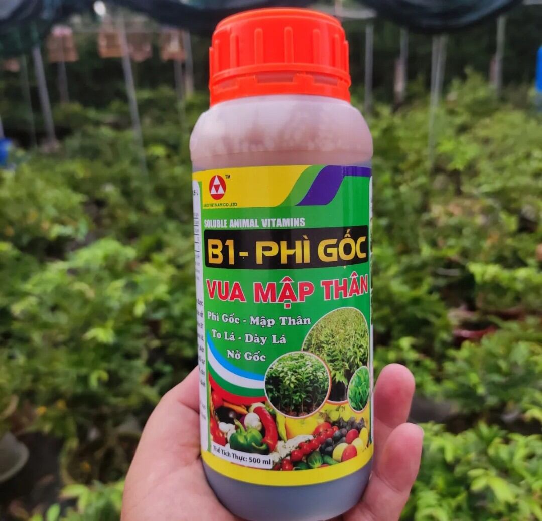 phân bón lá B1 siêu phì gốc vua mập thân mập đọt nở gốc xanh cây