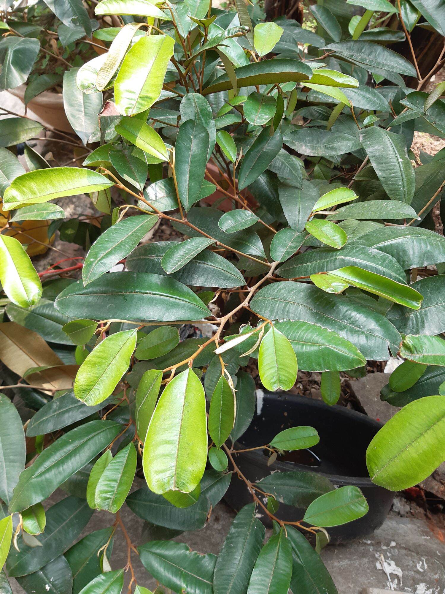 1kg lá vú sữa tươi