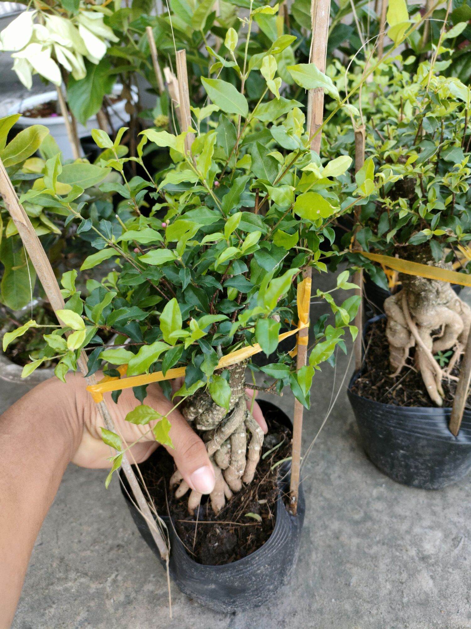 Cây hồng ngọc mai chơi bonsai