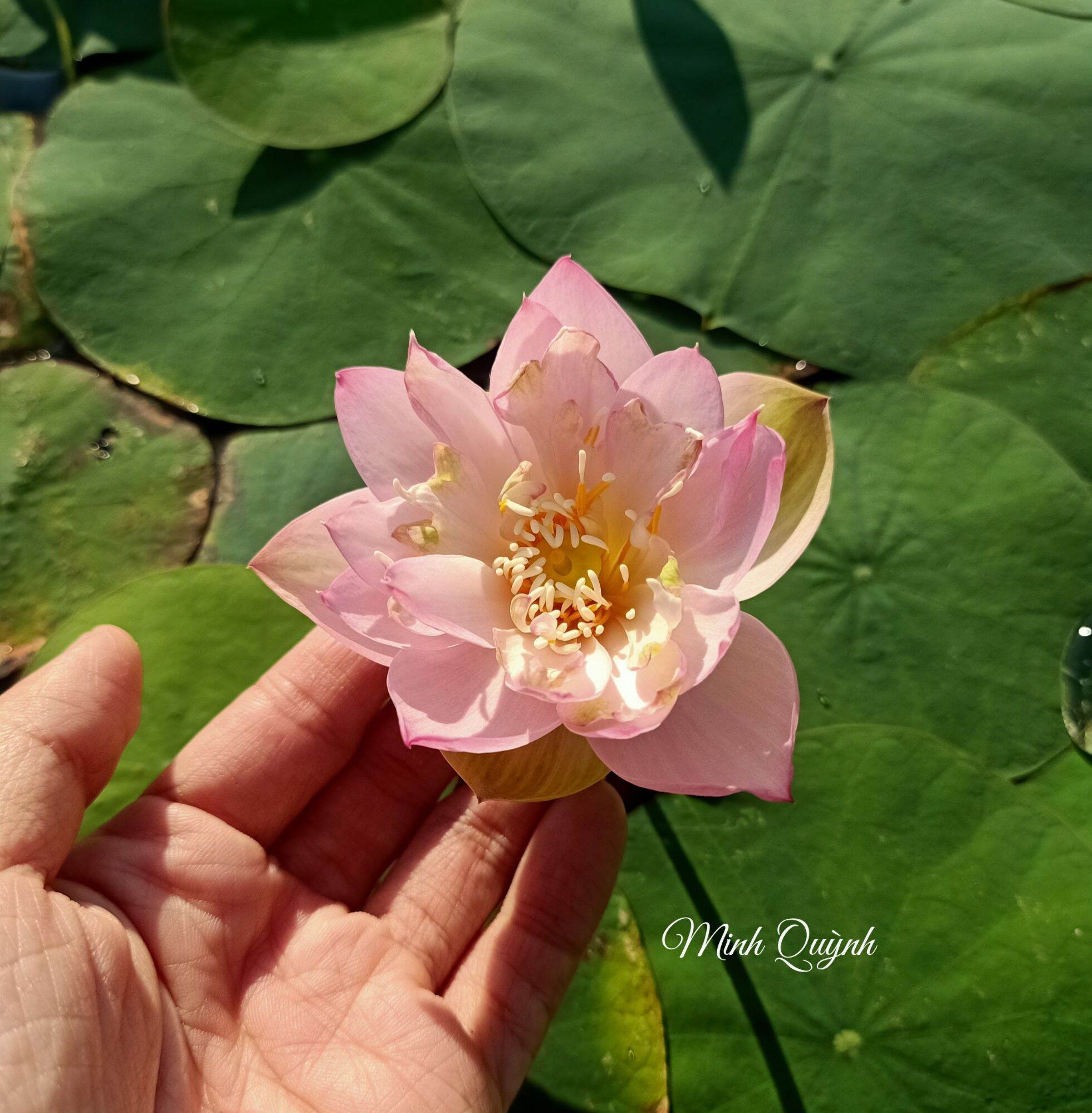 Củ sen mini Keelin