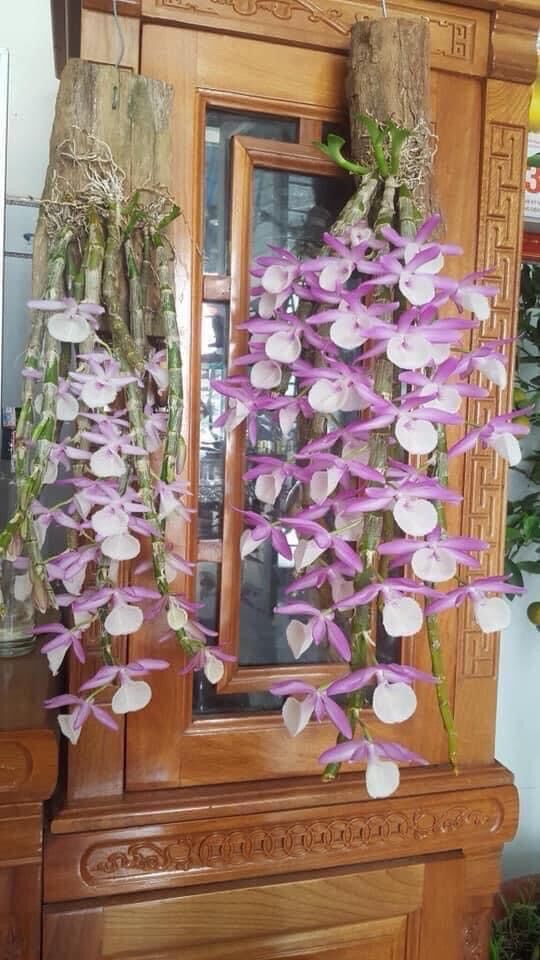 Hoa Lan hoàng thảo vôi