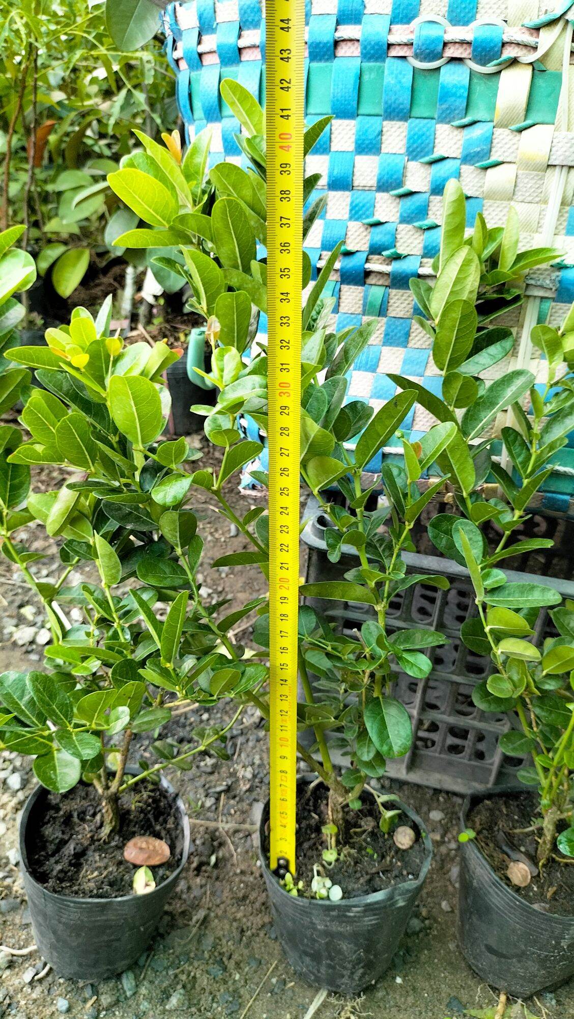 combo 5cây siro giống