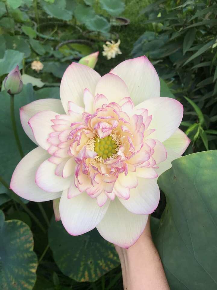 3 củ sen 3 màu